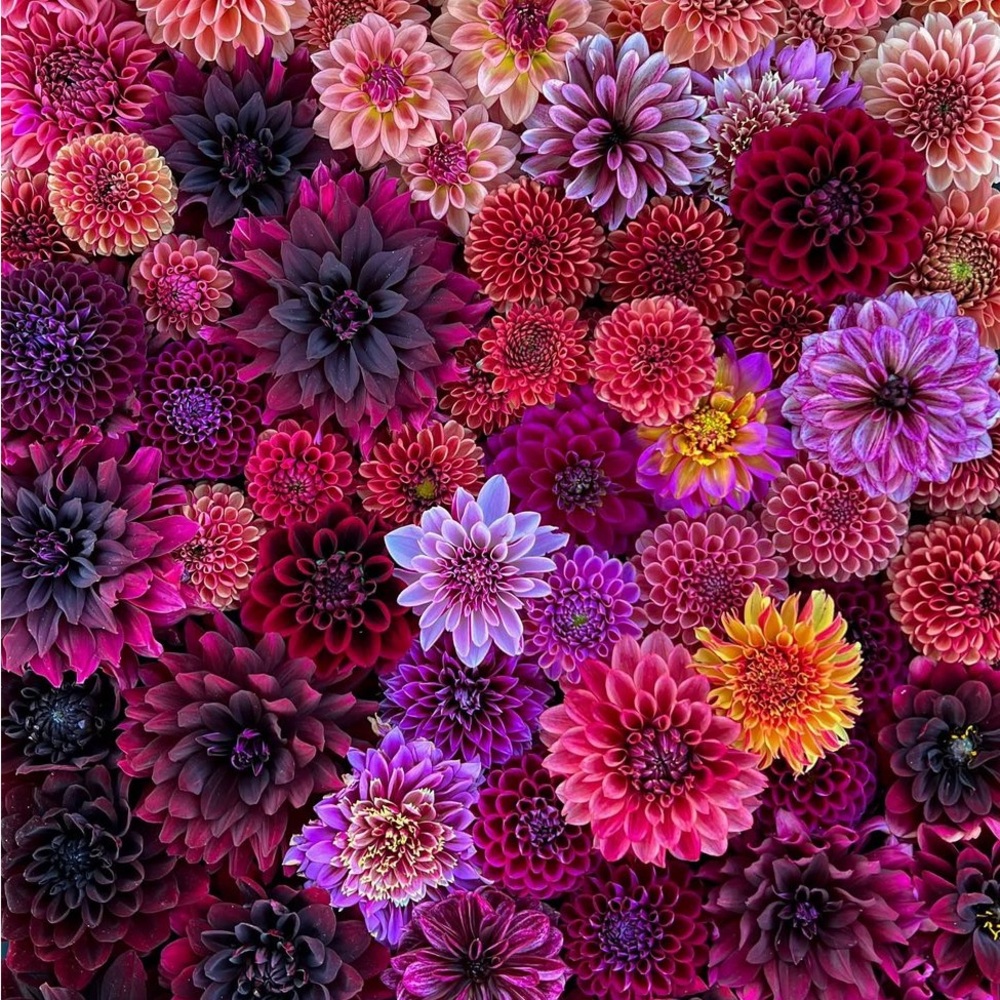 Vibrant Floral Pattern Heather Only